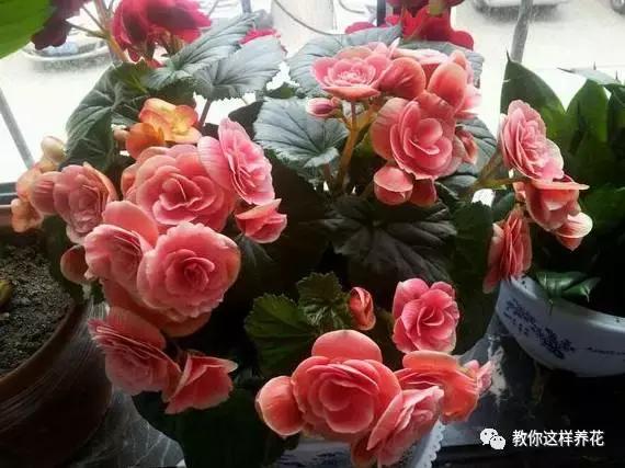 海棠到冬天叶片都掉光了,海棠到夏天就落叶