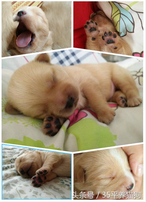 我和我的狗子们：养狗人的心醉幸福二三事儿