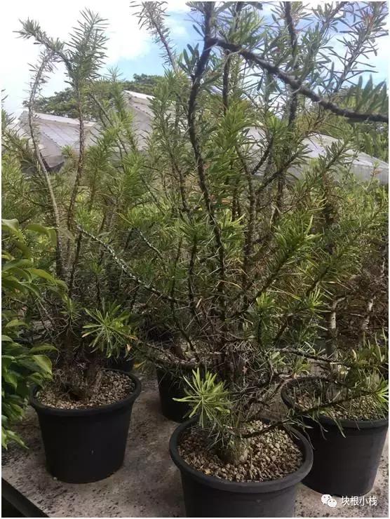 泰国多肉展会,仙人掌与多肉植物新品集粹