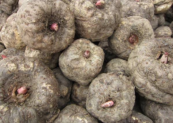 魔芋豆腐一年四季都有吗,魔芋豆腐适合什么季节吃