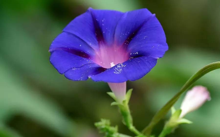 向日葵花语红玫瑰花语,蓝色妖姬的花语与红玫瑰花语