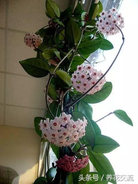 十种爬藤最好养的花花香持久,10种好养又好看的爬藤植物