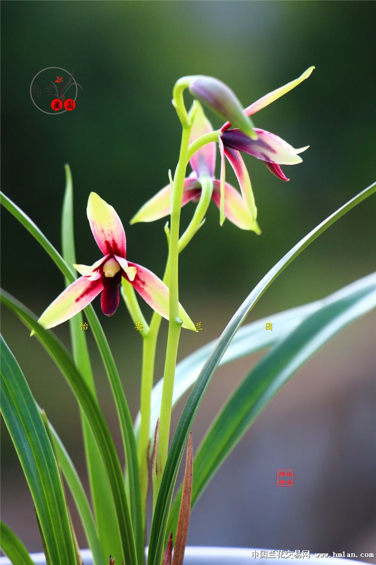 精美四季兰赤诚峨眉晨光花开2017！请欣赏！