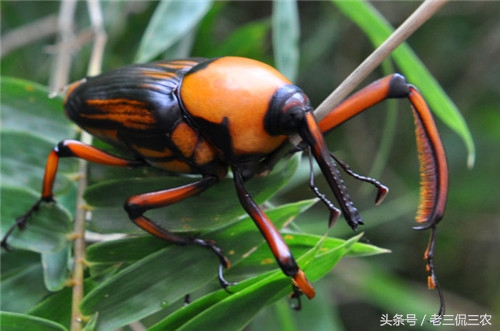 怀念小时候的玩具手枪,80后的童年农村男孩子玩的玩具