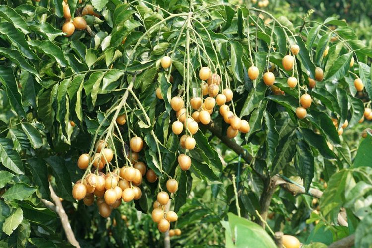 瀵诲懗閮佸崡鍘垮煄,瀵诲懗椤哄痉榛勭毊