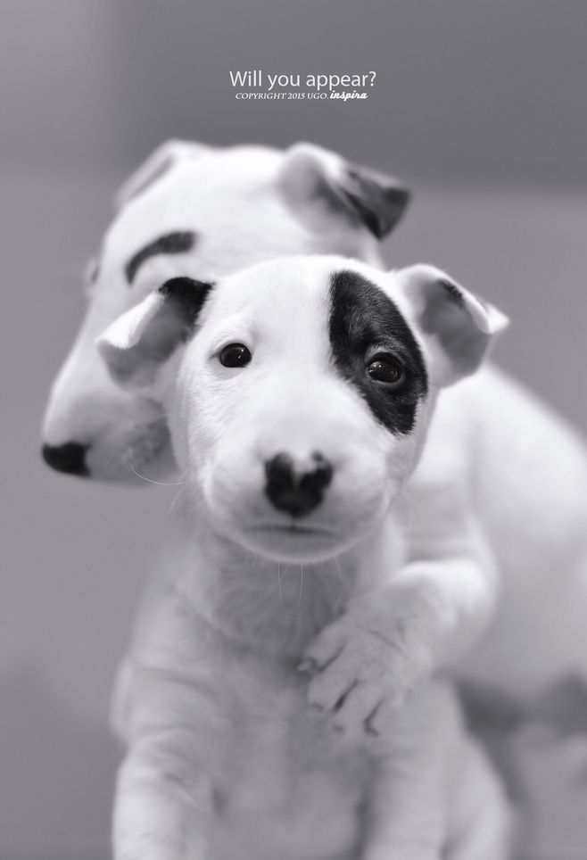 汪星人的治愈方法,不得不知的四个急救保命常识