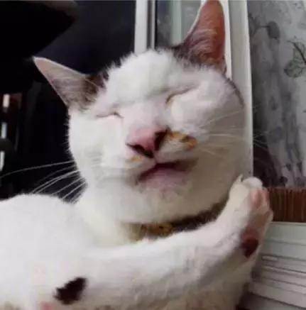 给流浪猫割双眼皮,成都流浪猫手术