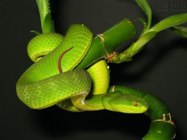 在山里被毒蛇咬了怎么处理,被毒蛇咬了最有效的自救方法