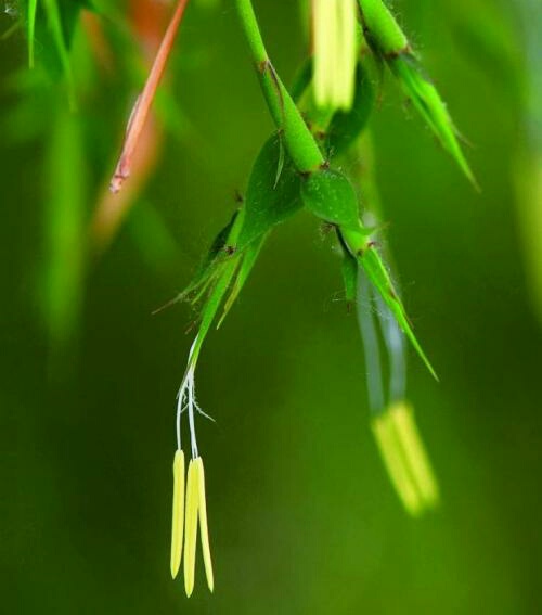 各种常见的花语,一些花的花语