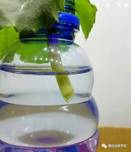 海棠到冬天叶片都掉光了,海棠到夏天就落叶