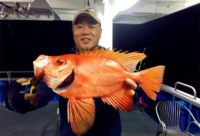 《一啸渔乐》常见的海鱼你认识多少？