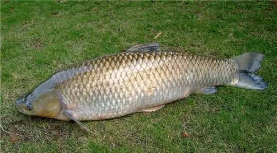 炒麻辣鱼片的家常做法,青椒炒鱼片的做法大全