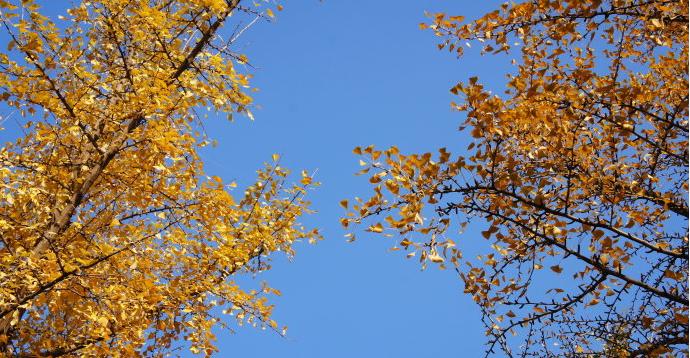 银杏树怎么嫁接果子才能吃,银杏花怎么人工授粉