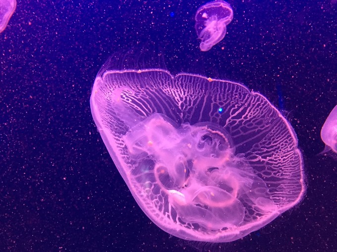 珠海长隆海洋王国游记作文,珠海长隆海洋王国一日游攻略