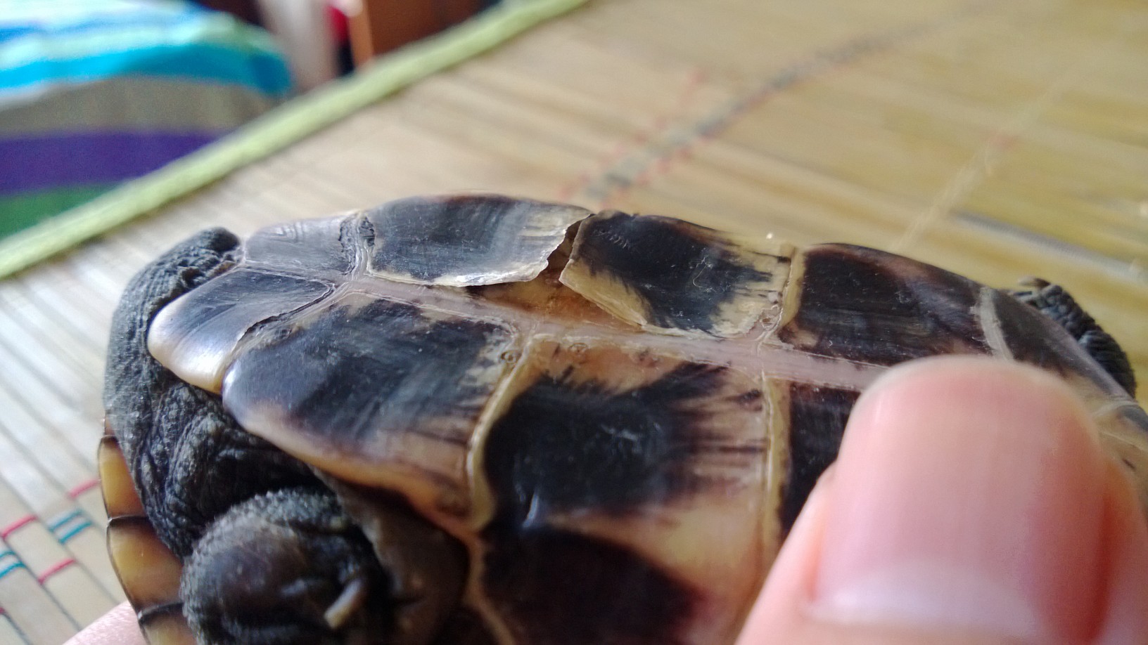 乌龟常见疾病怎么治,乌龟常见疾病解决方法