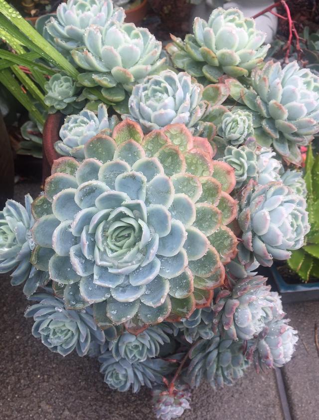 多肉植物澳大利亚墨尔本,墨尔本多肉