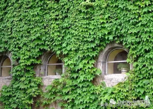 再普通的房子遇上爬山虎，都会变成别具一格的城堡！