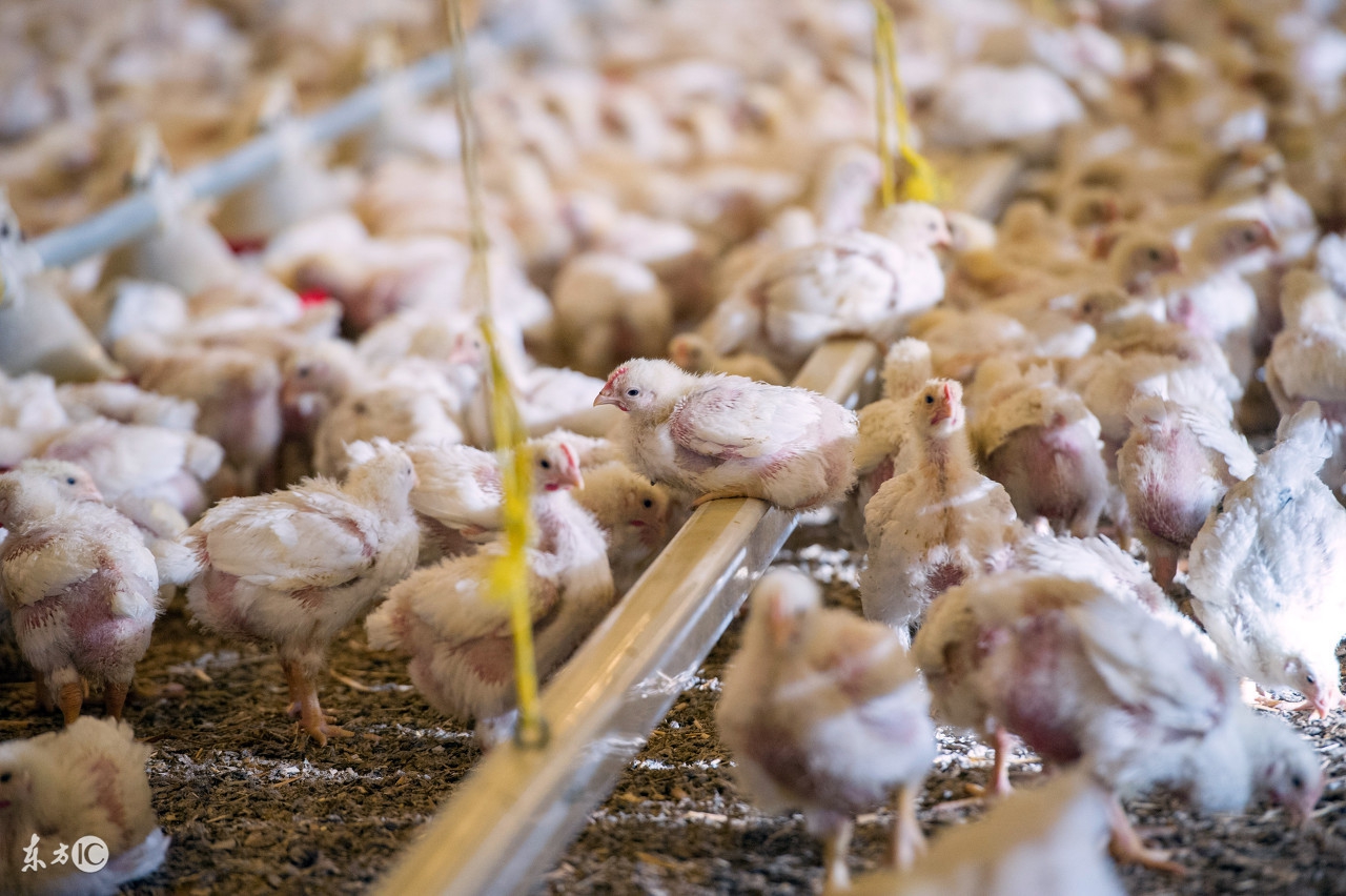 肉鸡预防禽流感的措施,肉鸡怎么预防鸡病