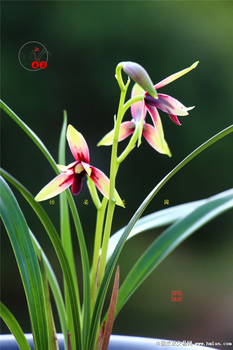 精美四季兰赤诚峨眉晨光花开2017！请欣赏！