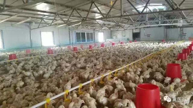 腺肌胃炎，我想买个冒火的加特林哒哒死你