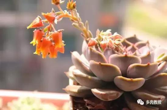 多肉开花会死的品种有哪些图片,多肉开花为什么会死