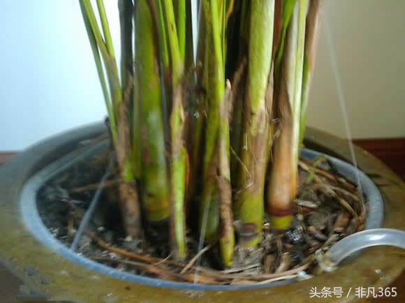 夏天植物不记得浇水了怎么办,如何制作植物自动浇水器