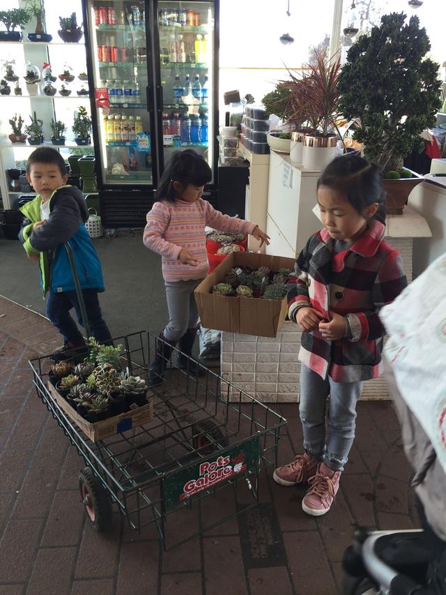 多肉植物澳大利亚墨尔本,墨尔本多肉