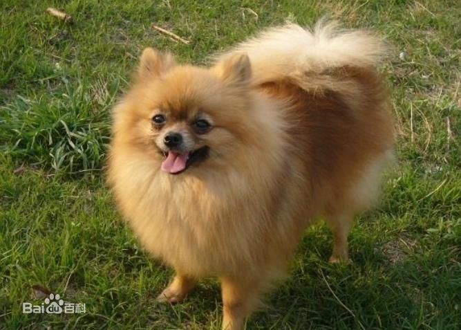 世界名犬排名前十名哪种最易训,十种名犬图及特色介绍