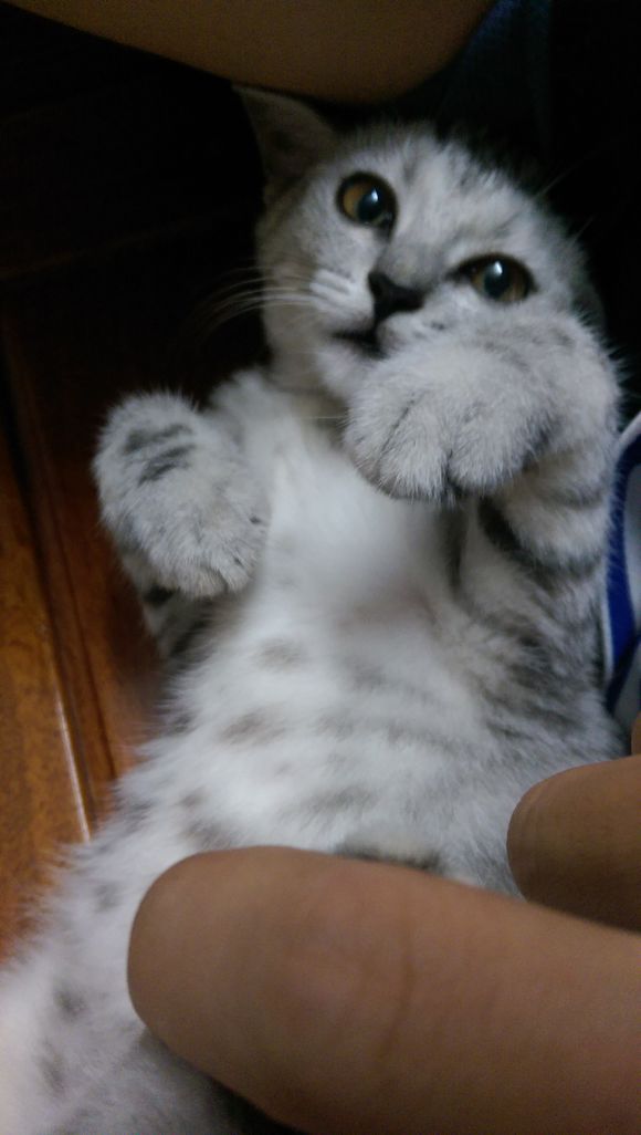 去宠物市场，1200买下只英短猫，喂养两月后，我们的噩梦开始了！