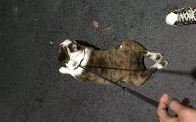 英斗怎么养,英斗如何养