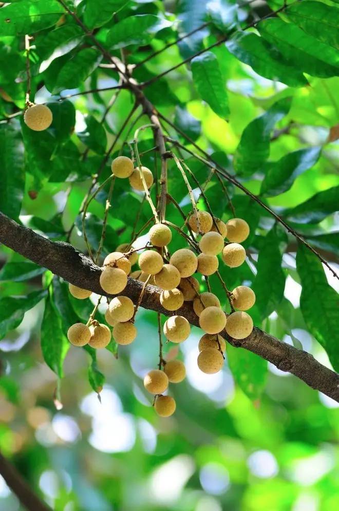 告别“华尔街之狼”般的财富人生，他选择回归300亩龙眼老树林