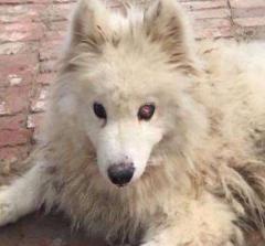 流浪猫志愿者实践活动,做志愿者的活动纪实