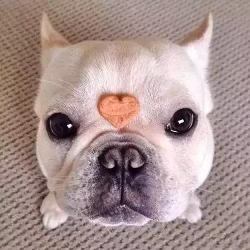 人见人爱的狗叫什么名字,人见人爱的田园犬