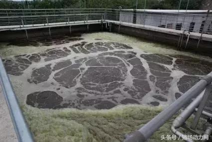 猪场发展与环保,猪场环保问题