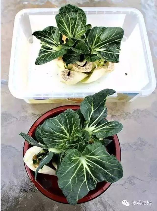 阳台种菜的土没有营养了怎么办,种子种菜阳台教程