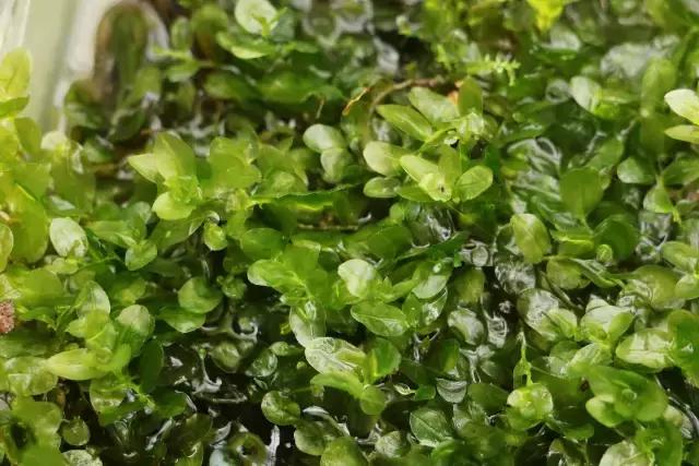 苔藓儿童科普,关于苔藓的小知识