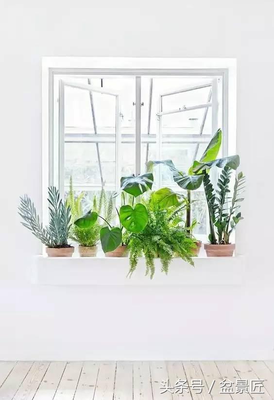 夏天招蚊子的绿植,绿植除虫小妙招