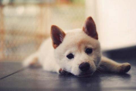 前天在路上看到一只狗被车撞,狗狗出车祸还能救吗