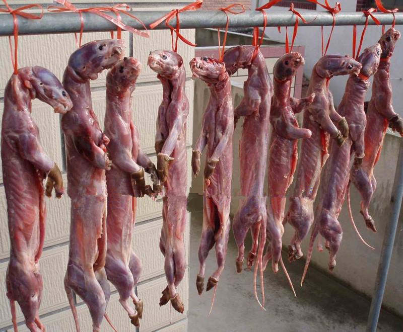 鬼吹灯之黄皮子坟黄皮子放了没有,黄皮子坟真实民间传说