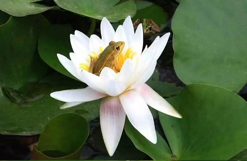 稻花香里说丰年诗词讲解,稻花香里说丰年听取蛙声一片500字