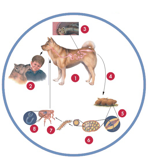 宠物狗常见疾病与防治方法,小狗常见的病害