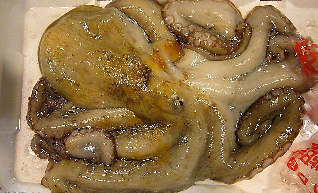 爱吃八爪鱼的一定要收藏,吃八爪鱼的七种方法