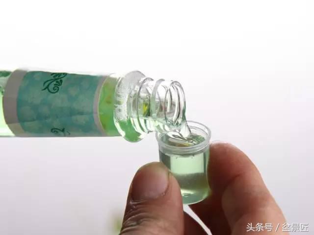 夏天招蚊子的绿植,绿植除虫小妙招