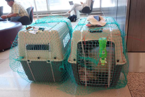 流浪猫志愿者实践活动,做志愿者的活动纪实