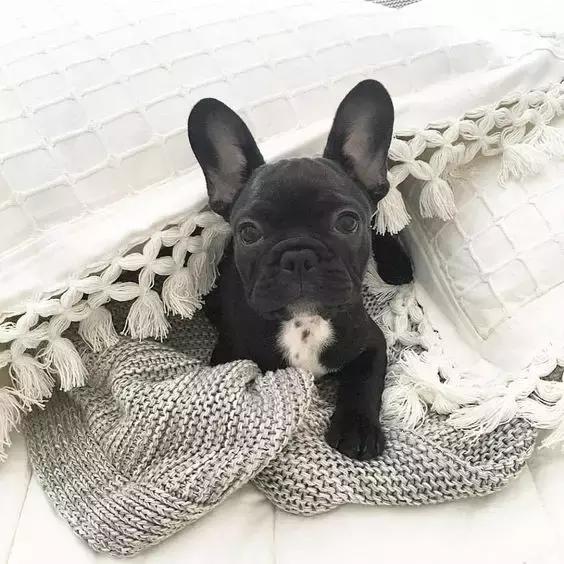 一梦谈狗：听说你喜欢法国斗牛犬，那你了解它么？