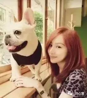 人见人爱的狗叫什么名字,人见人爱的田园犬