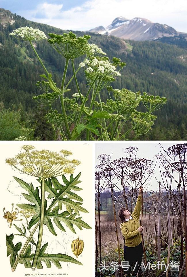 什么植物吃了有生命危险,这5种植物不能吃