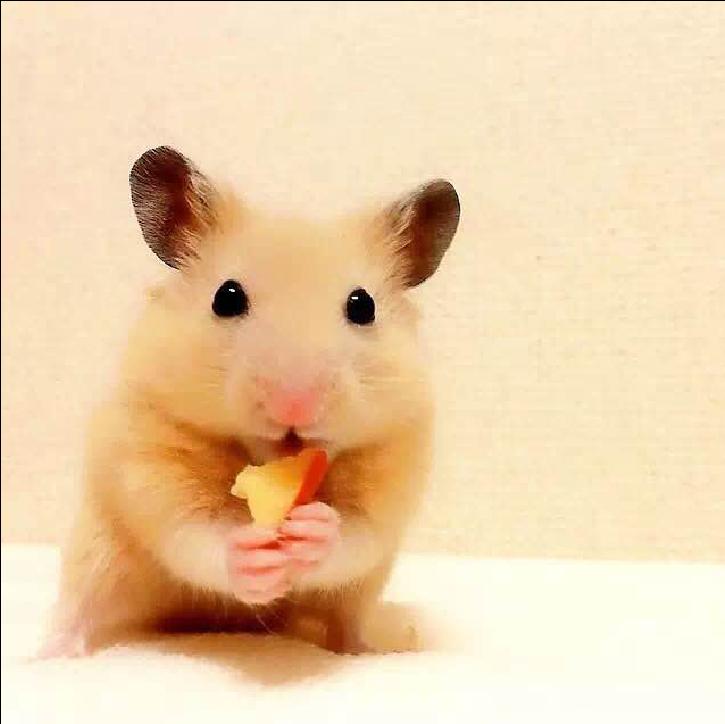 可爱的小仓鼠喜欢吃什么食物,养仓鼠仓鼠喜欢吃什么东西