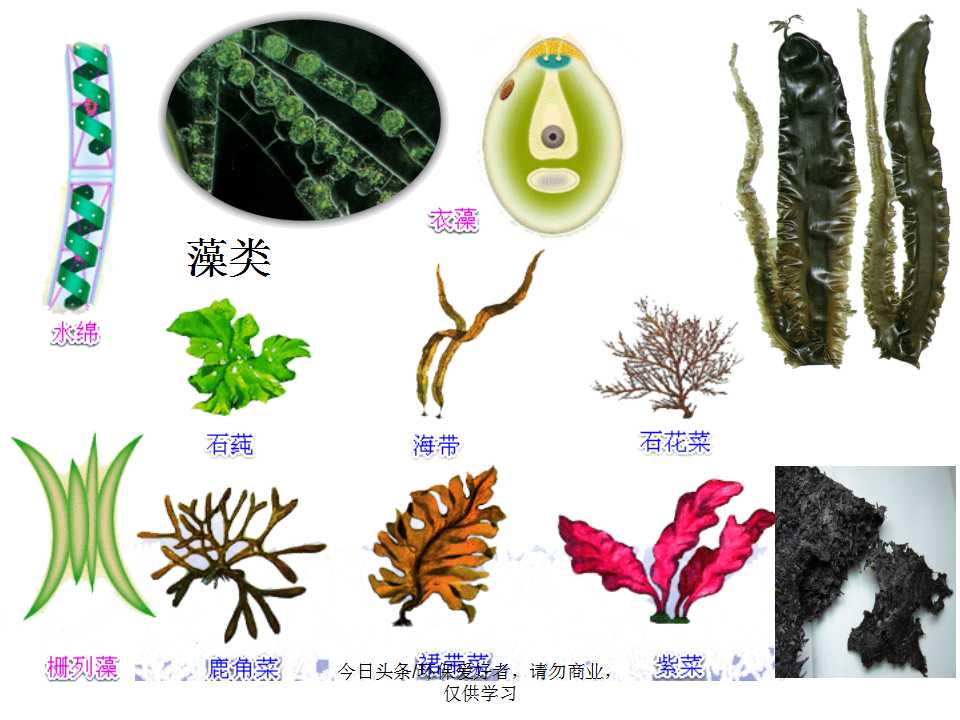 认识植物从身边开始,认识植物的根茎叶各个部分