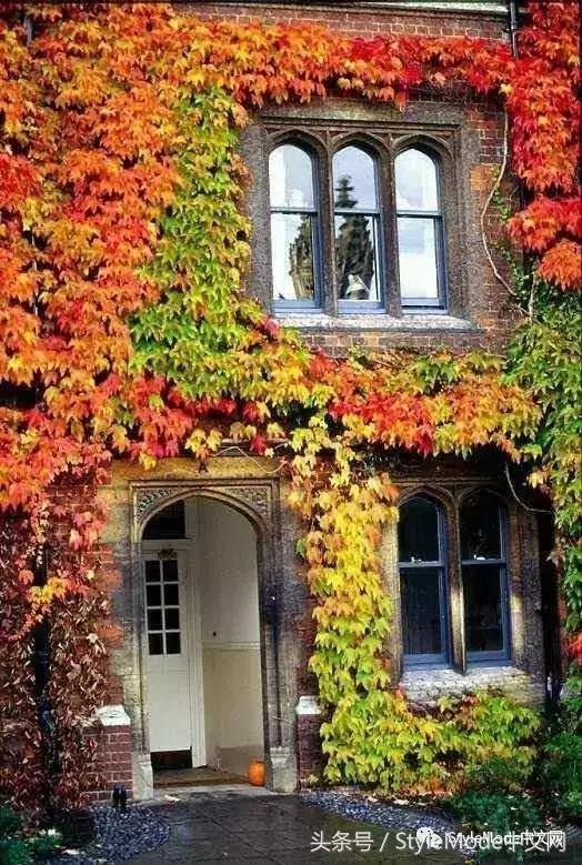 再普通的房子遇上爬山虎，都会变成别具一格的城堡！